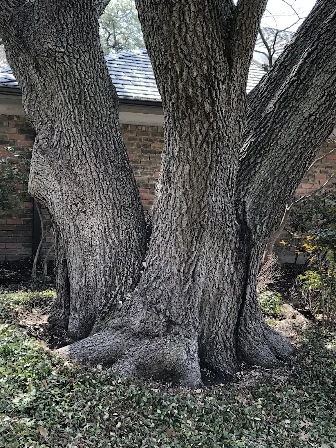 Mature heritage tree close to a Conway property cared for by certified arborists